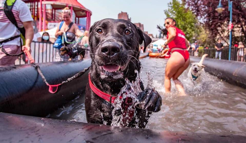 North America’s Biggest Dog Festival Returns To San Diego This Weekend