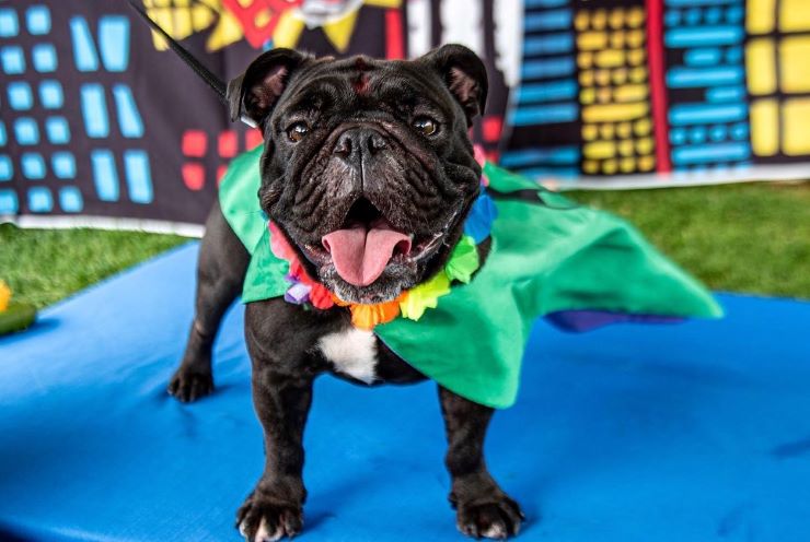 dog dressed up at Day of the Dog festival