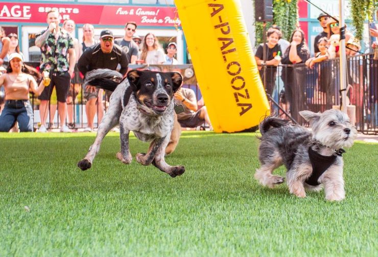 dogs racing at Day of the Dog festival