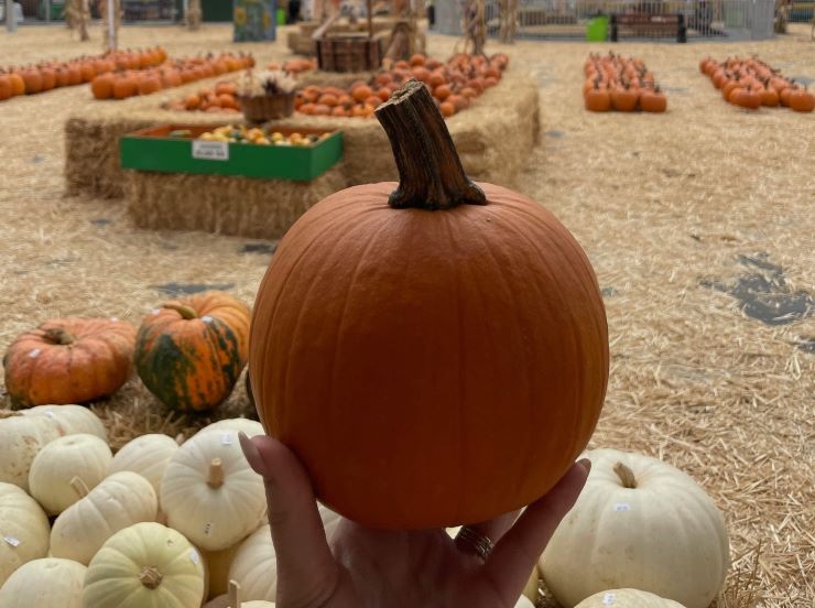 pumpkin patch in San Diego