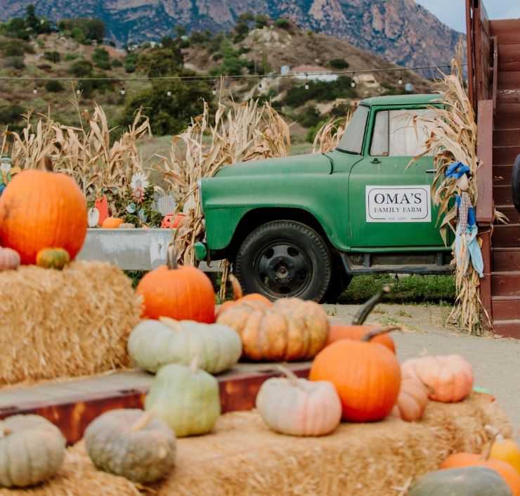 pumpkin patch in San Diego Oma's Farm