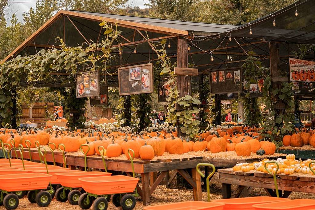 huerto de calabazas en San Diego