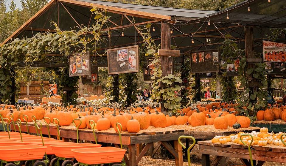 Top 6 Pumpkin Patches In San Diego For Seasonal Fun