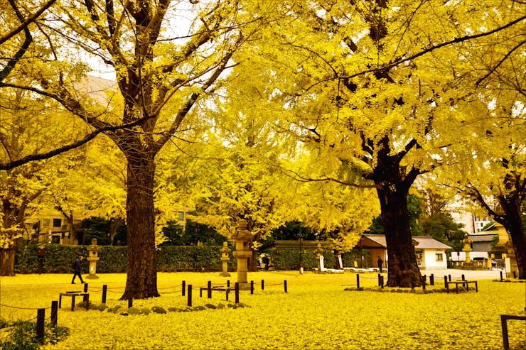 fall in Japan