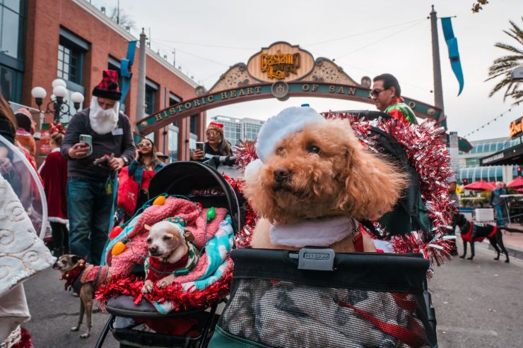 puppy at a Christmas parade in Gaslamp San Diego