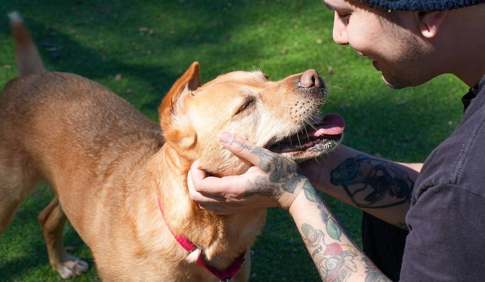 Here’s How You Can Take A Pet Home For 14 Days Before Making It Official, Thanks To San Diego Humane Society’s New Adoption Trial