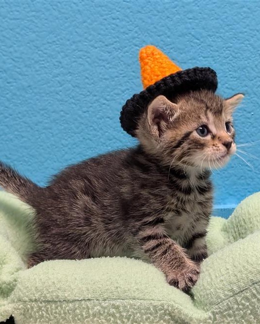 little cat with a hat on