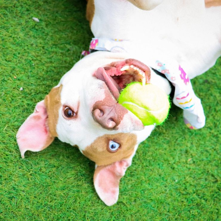 dog at adoption center playing with ball