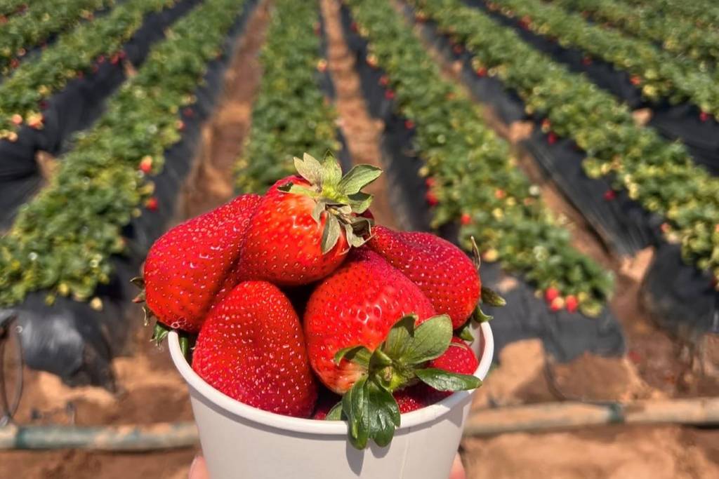 strawberries in a field