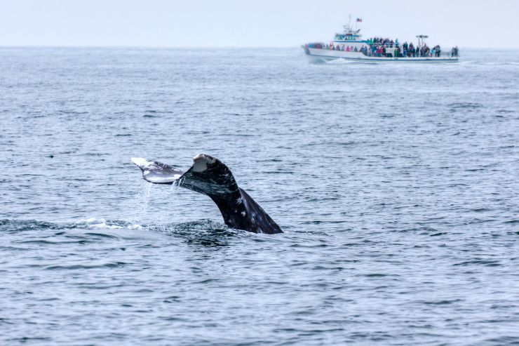 gray whale on the shore of San Diego
