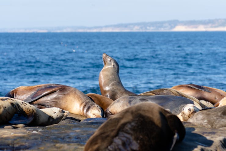 sea lions at La Jolla beach