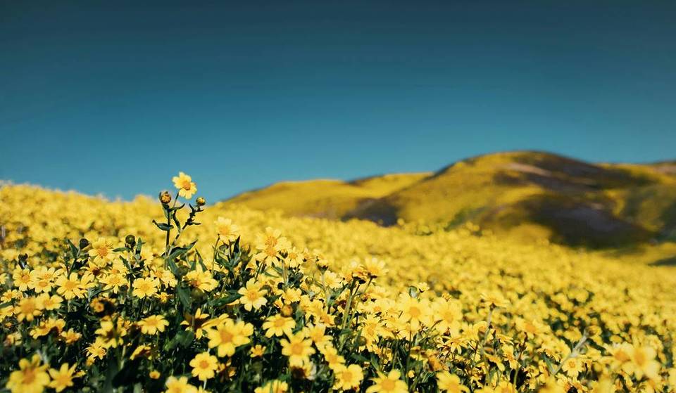 A Rare SoCal Superbloom Could Return in 2026 Thanks to Record Rain