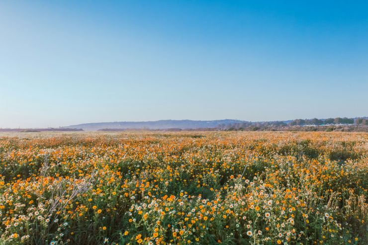 yellow and orange flowers on a hill in California