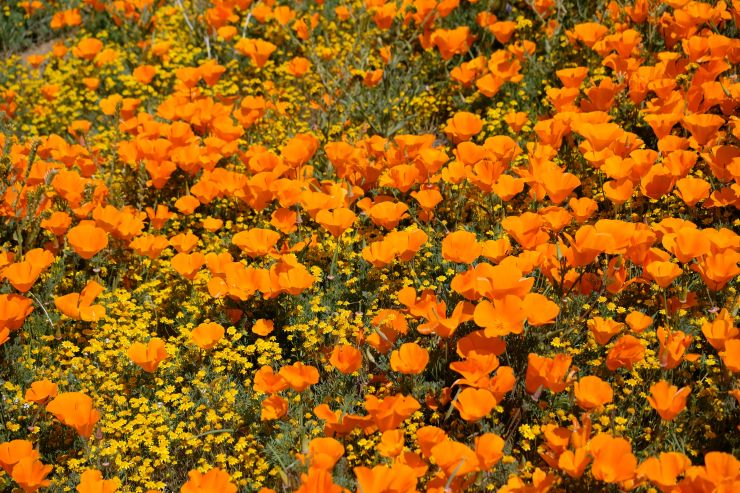 California poppies during superbloom