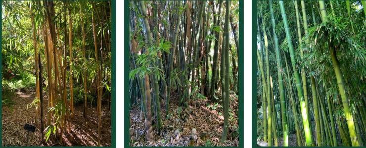 examples of bamboo plants at San Diego Botanic Garden