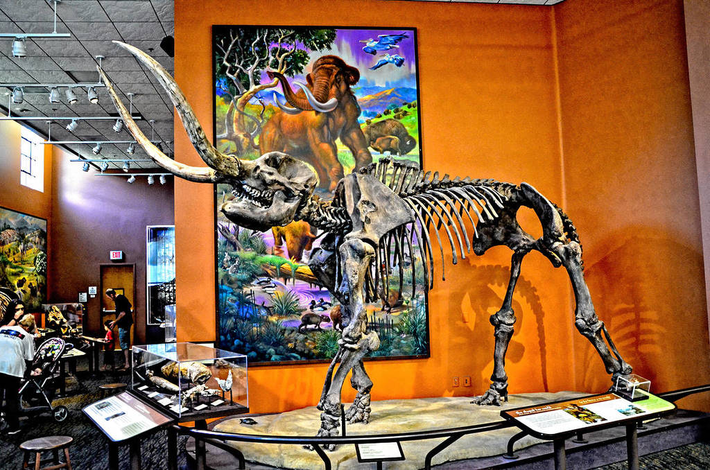 The skeleton of a mammoth at The San Diego Natural History Museum.