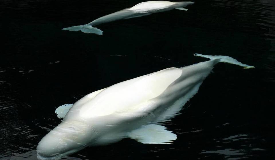 San Diego Could Soon Welcome Beluga Whales From Canada to Avoid a ‘Grim Fate’ — Here’s What We Know