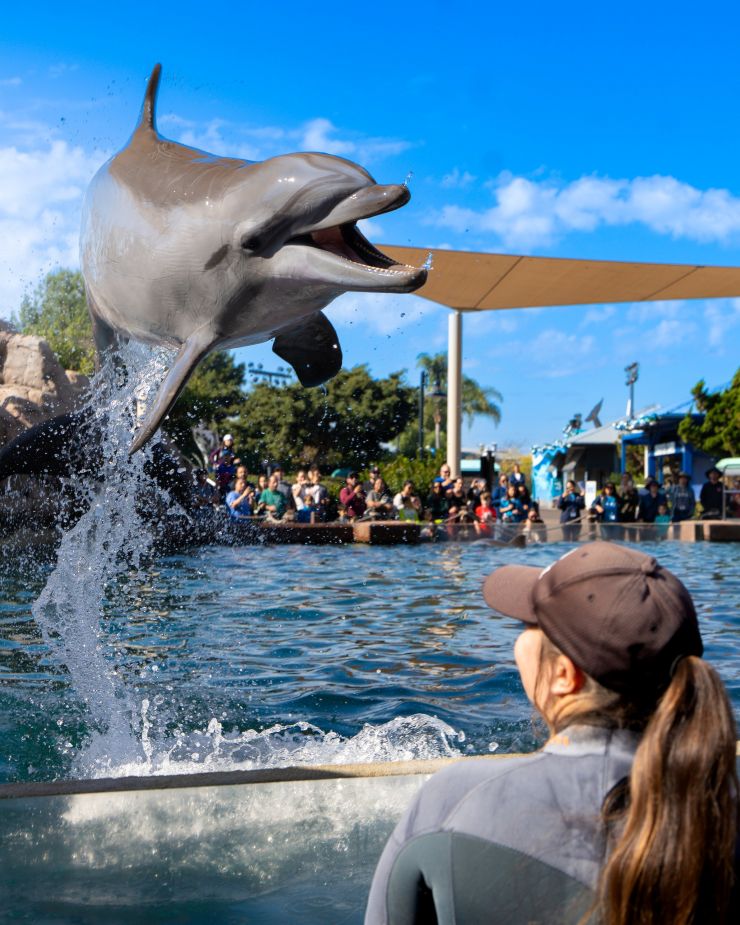 woman looking at dolphin jumping at SeaWorld San Diego