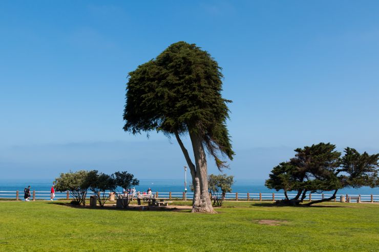 monterey cypress tree in la jolla