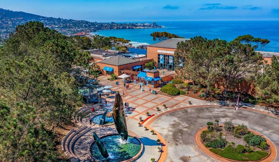 Por primera vez, el Birch Aquarium tiene un polluelo de pingüino azul criado por sus padres.