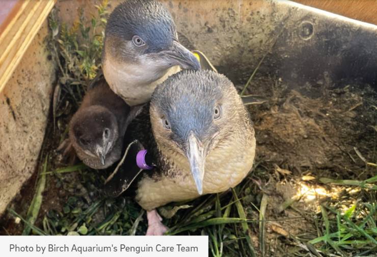 little blue penguins at the Birch Aquarium