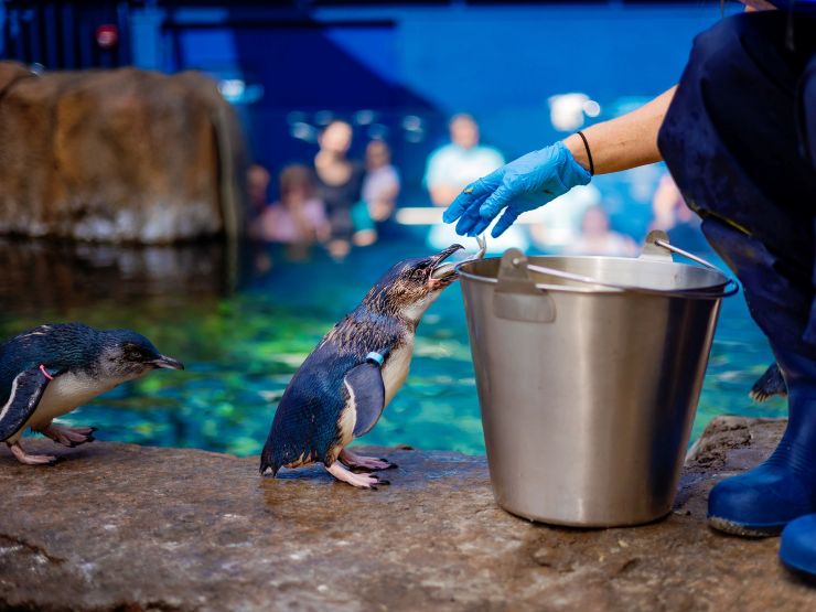 penguins being fed at an aquarium