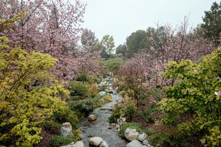los cerezos en flor en San Diego