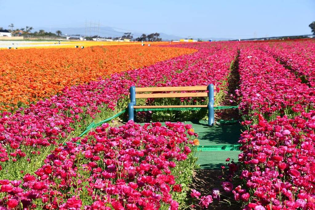 Flower fields in Carlsbad by San Diego