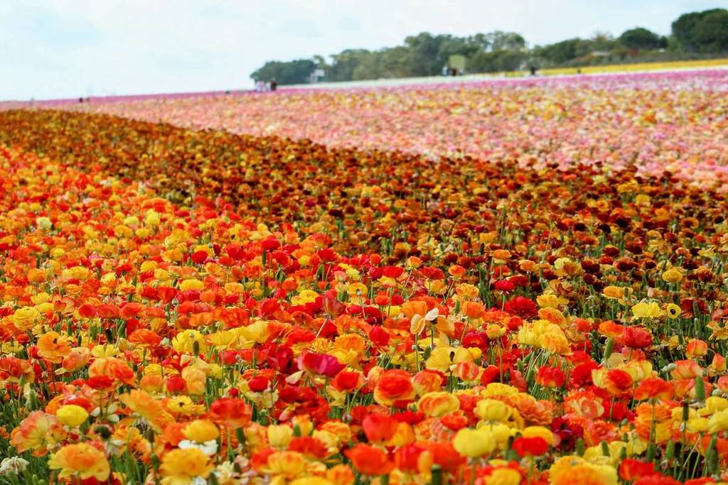 Los campos de flores de Carlsbad