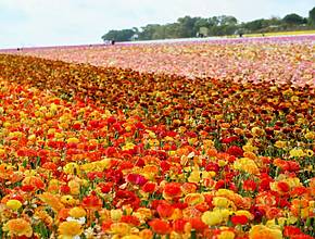 San Diego’s Most Beloved Spring Escape Is Back — The Carlsbad Flower Fields Feature 55 Acres Of Rainbow Blooms, Tractor Rides, And Wine Tastings