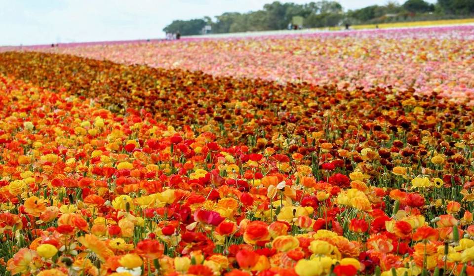 San Diego’s Most Beloved Spring Escape Is Back — The Carlsbad Flower Fields Feature 55 Acres Of Rainbow Blooms, Tractor Rides, And Wine Tastings