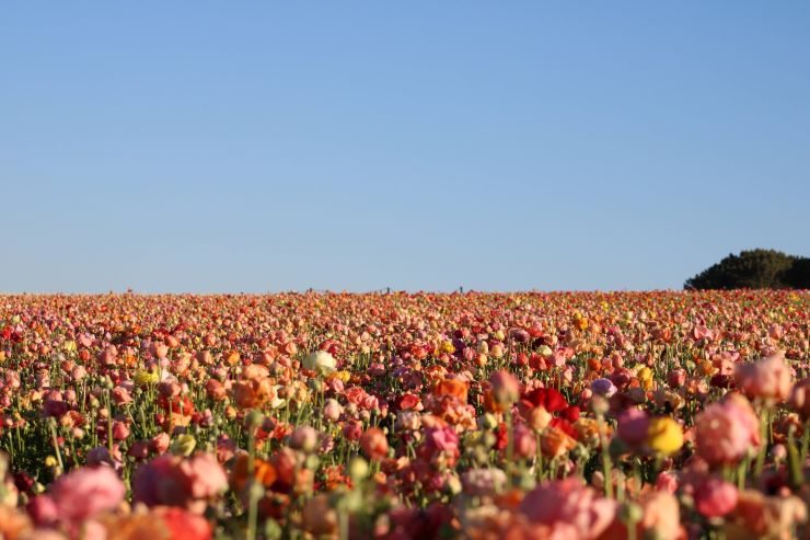 colorful flowers and a blue sky