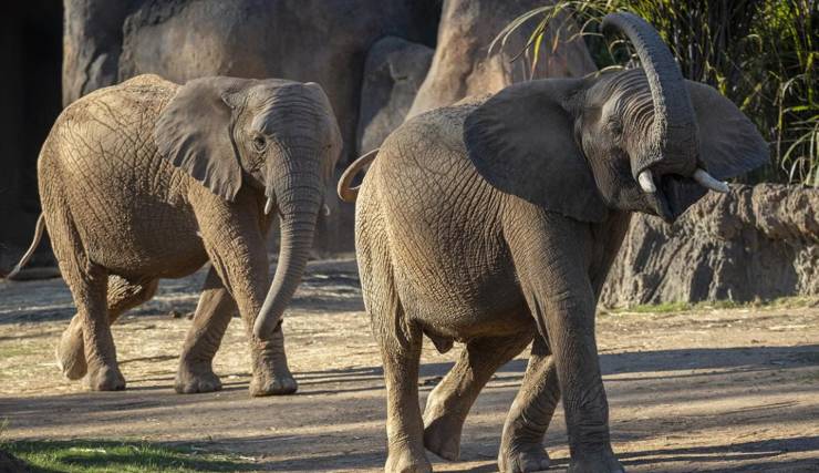 los elefantes del zoológico de San Diego