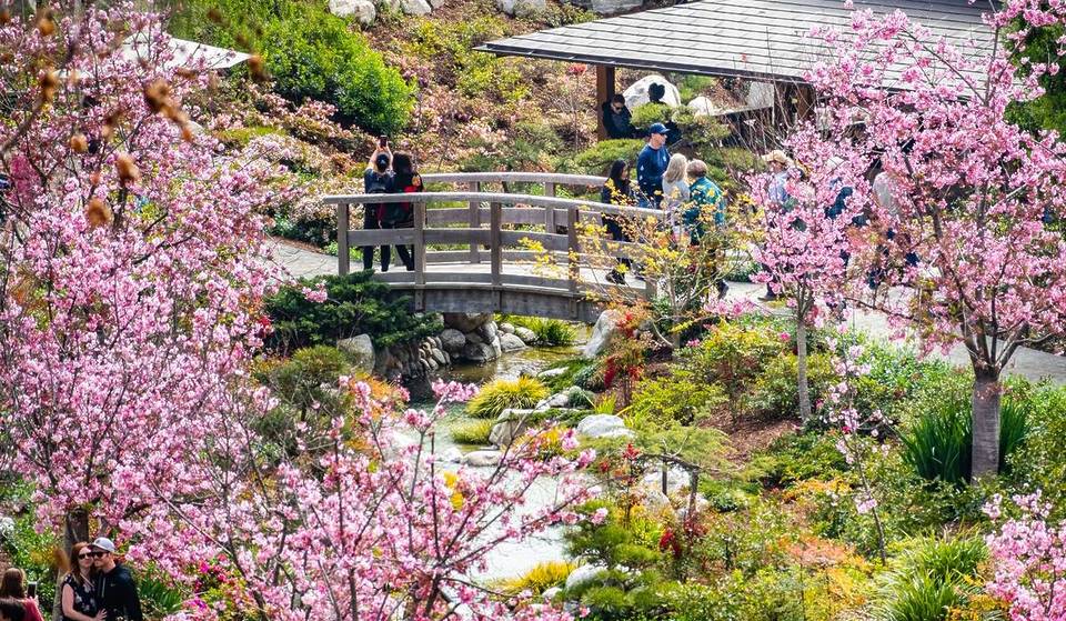San Diego’s Highly Anticipated Cherry Blossom Festival Returns To Balboa Park This March