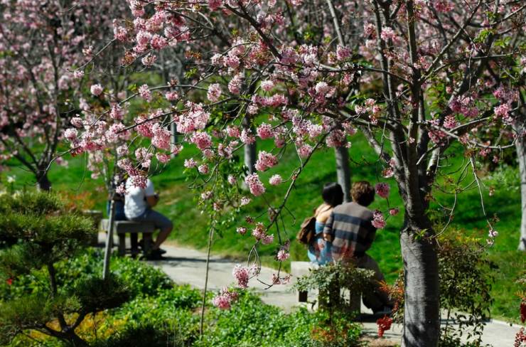 people enjoying the cherry blossoms in San Diego