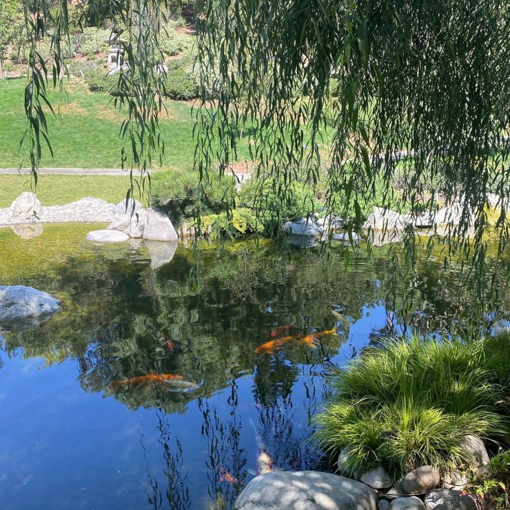 koi pond