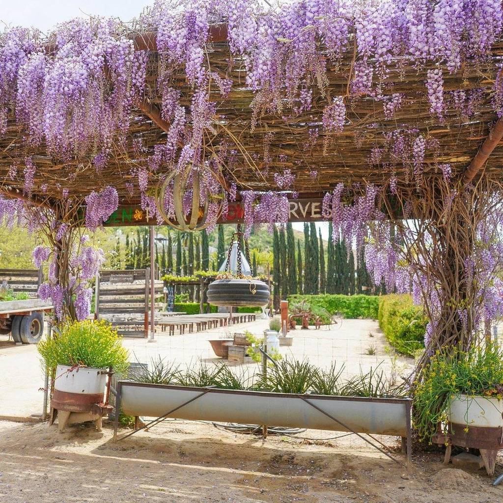purple wisteria at Temecula Valley winery