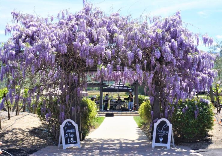 wisteria blooms