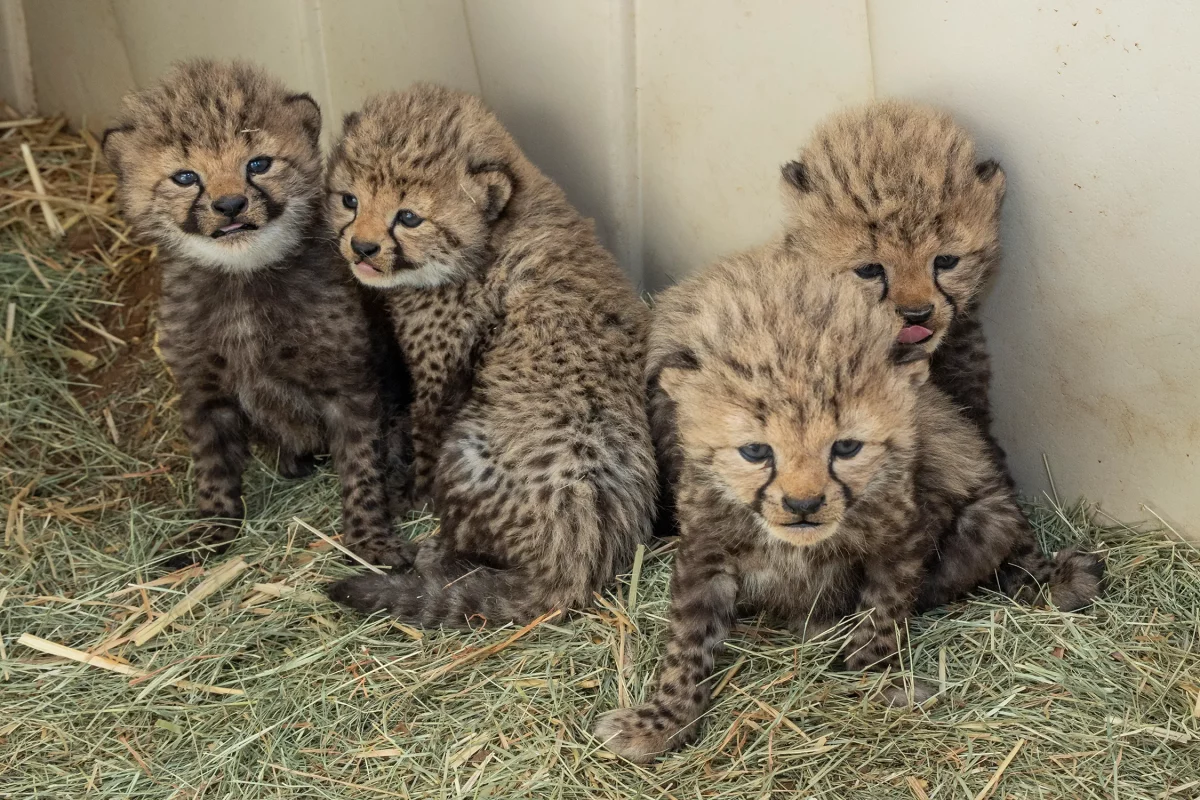 newborn cheetah cubs