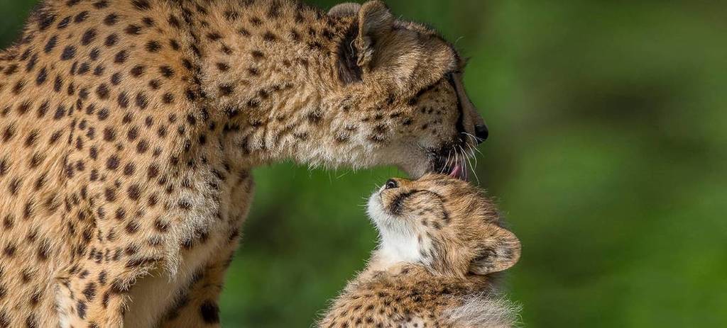 You Can Now Spot 4 Rare Cheetah Cubs At The San Diego Zoo For The First Time In 4 Years