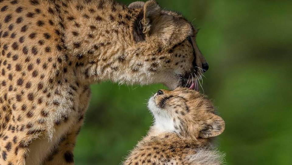 You Can Now Spot 4 Rare Cheetah Cubs At The San Diego Zoo For The First Time In 4 Years
