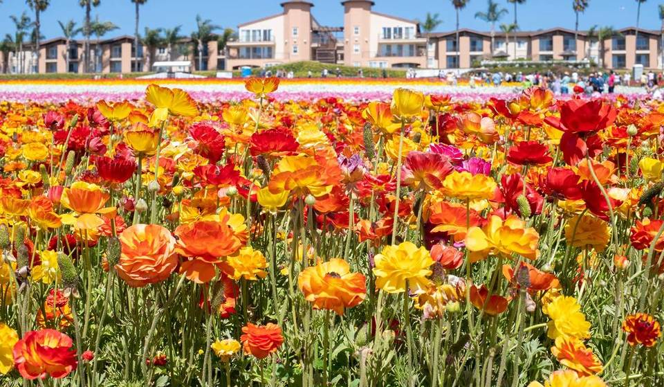 13 Fabulous Things To Do In San Diego This April 2026