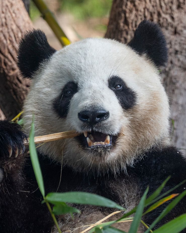 panda comiendo