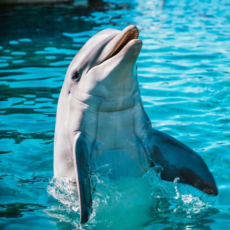 delfín en SeaWorld San Diego