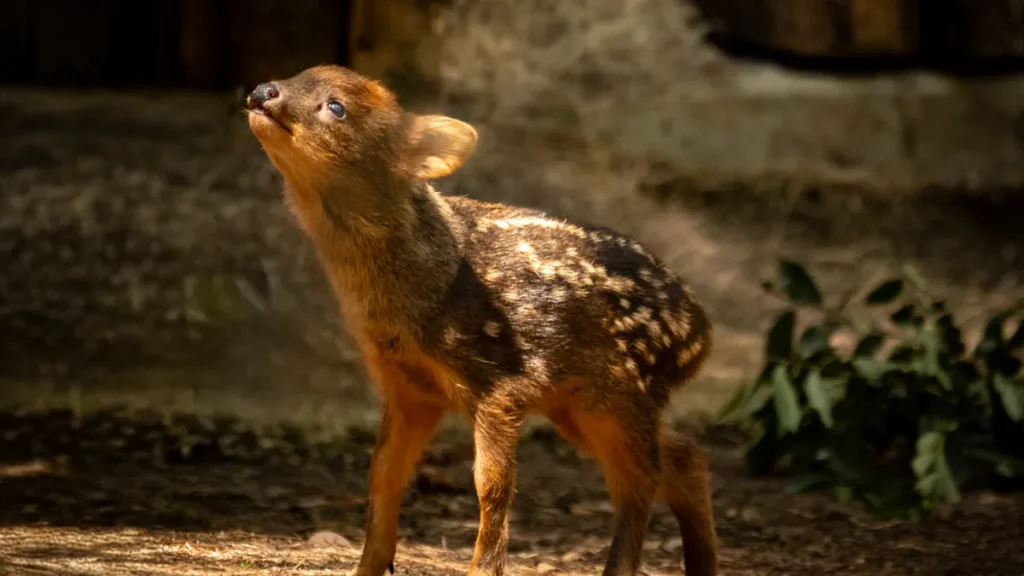 a baby pudu