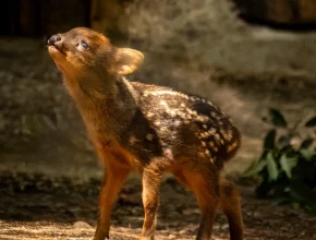 San Diego Zoo Safari Park Just Welcomed A Newborn Pudu — Meet The Pint-Sized Deer Taking The Internet By Storm