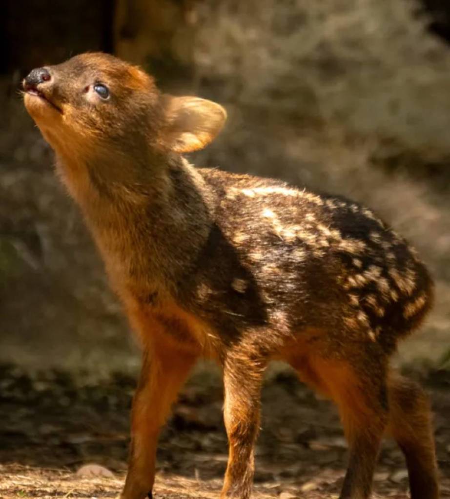 pudu bebé