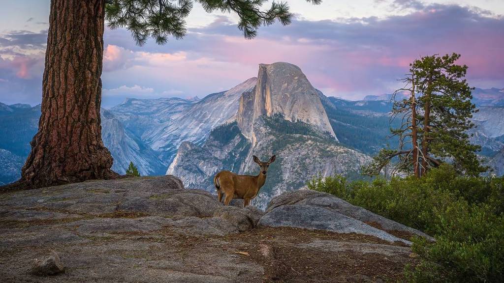 half dome yosemite national park