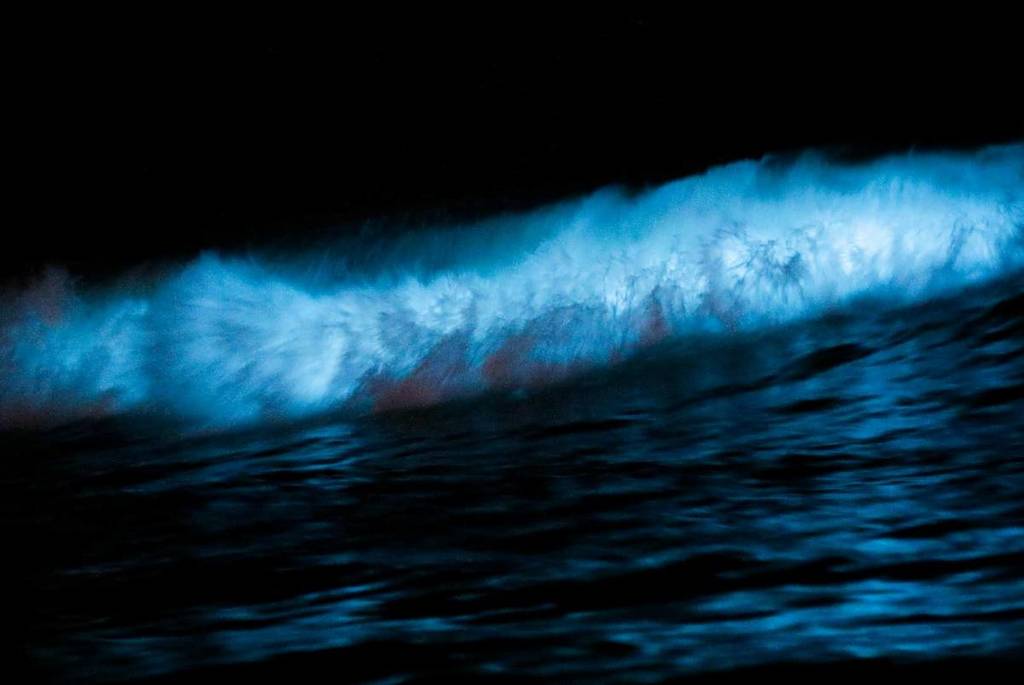 bioluminiscencia en la oscuridad