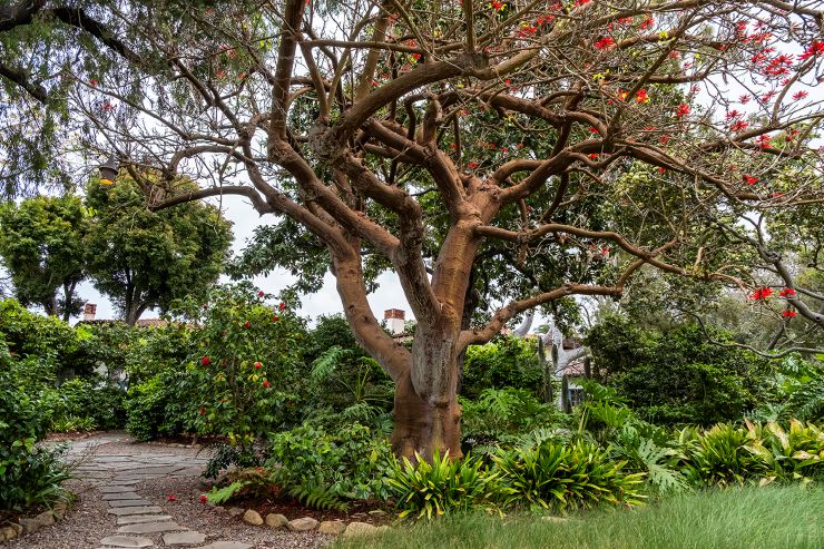 un árbol centenario en un jardín de La Jolla